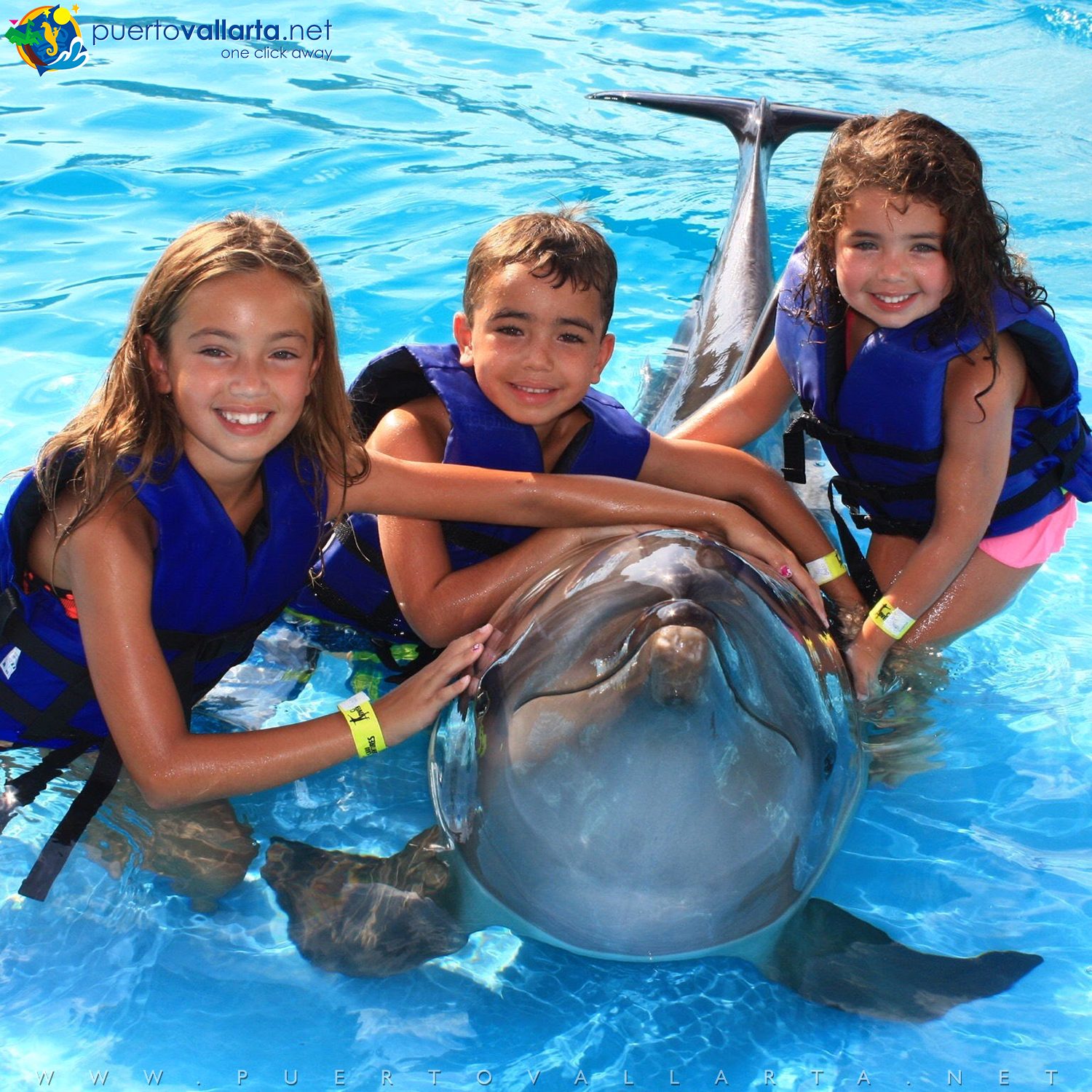 Dolphin Swimming Adventure